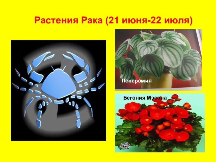 Растения Рака (21 июня-22 июля) Бегония Мэсона Пеперомия
