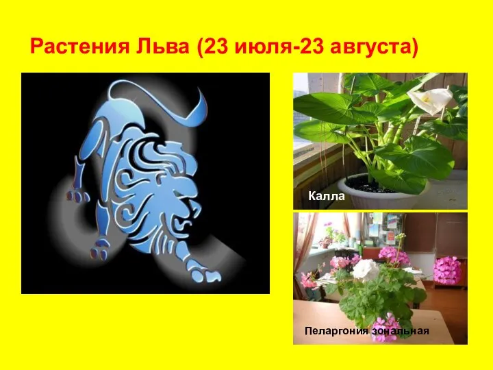 Растения Льва (23 июля-23 августа) Калла Пеларгония зональная