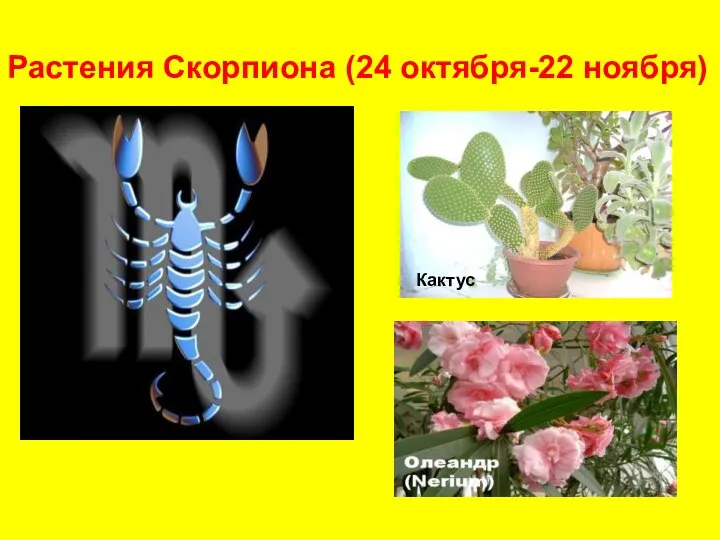 Растения Скорпиона (24 октября-22 ноября) Кактус