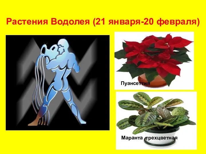 Растения Водолея (21 января-20 февраля) Пуансеттия Маранта трехцветная