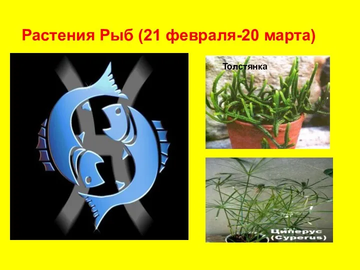 Растения Рыб (21 февраля-20 марта) Толстянка