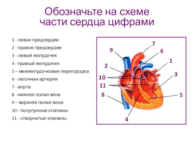 Обозначьте на схеме части сердца цифрами 1 - левое предсердие 2 - правое