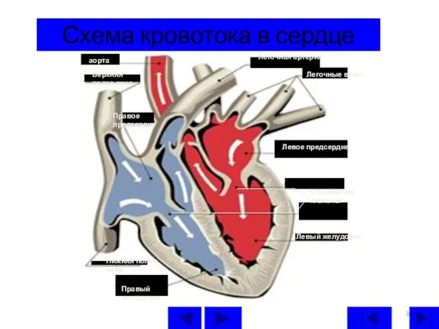 Схема кровотока в сердце Левый желудочек Левое предсердие Легочные вены Легочная артерия аорта