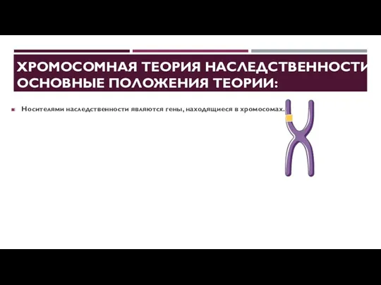 ХРОМОСОМНАЯ ТЕОРИЯ НАСЛЕДСТВЕННОСТИ. ОСНОВНЫЕ ПОЛОЖЕНИЯ ТЕОРИИ: Носителями наследственности являются гены, находящиеся в хромосомах.