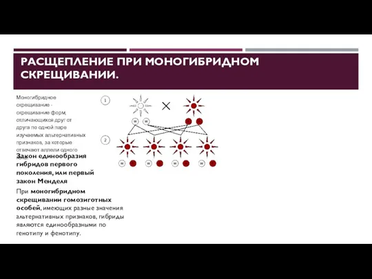 РАСЩЕПЛЕНИЕ ПРИ МОНОГИБРИДНОМ СКРЕЩИВАНИИ. Моногибридное скрещивание - скрещивание форм, отличающихся