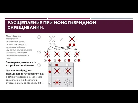 РАСЩЕПЛЕНИЕ ПРИ МОНОГИБРИДНОМ СКРЕЩИВАНИИ. Моногибридное скрещивание - скрещивание форм, отличающихся