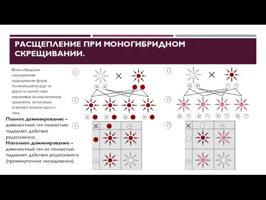 РАСЩЕПЛЕНИЕ ПРИ МОНОГИБРИДНОМ СКРЕЩИВАНИИ. Моногибридное скрещивание - скрещивание форм, отличающихся