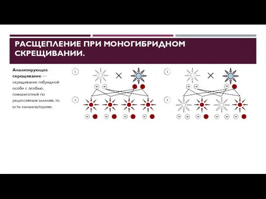 РАСЩЕПЛЕНИЕ ПРИ МОНОГИБРИДНОМ СКРЕЩИВАНИИ. Анализирующее скрещивание — скрещивание гибридной особи