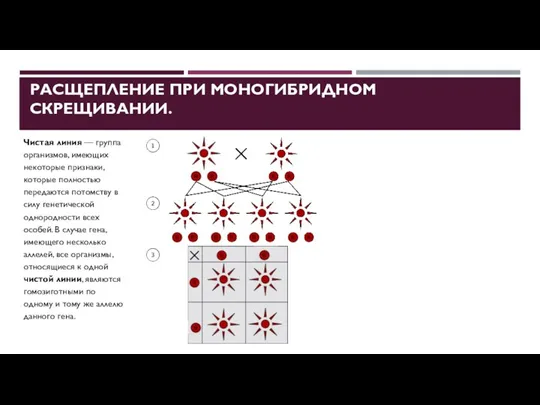 РАСЩЕПЛЕНИЕ ПРИ МОНОГИБРИДНОМ СКРЕЩИВАНИИ. Чистая линия — группа организмов, имеющих