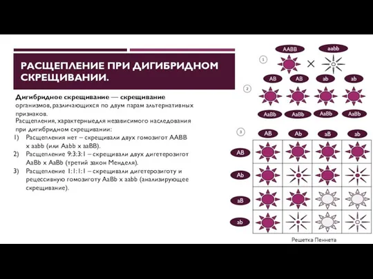 Дигибридное скрещивание — скрещивание организмов, различающихся по двум парам альтернативных