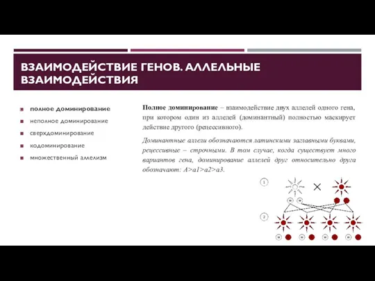 ВЗАИМОДЕЙСТВИЕ ГЕНОВ. АЛЛЕЛЬНЫЕ ВЗАИМОДЕЙСТВИЯ полное доминирование неполное доминирование сверхдоминирование кодоминирование