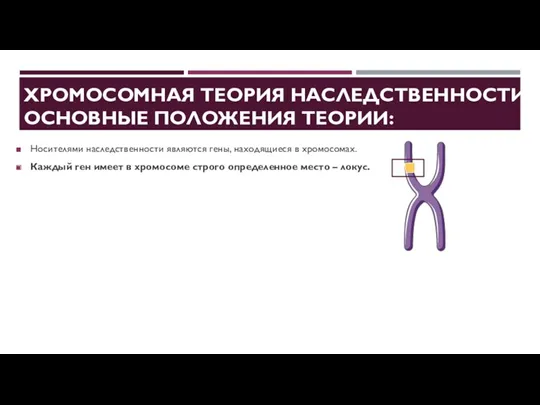 ХРОМОСОМНАЯ ТЕОРИЯ НАСЛЕДСТВЕННОСТИ. ОСНОВНЫЕ ПОЛОЖЕНИЯ ТЕОРИИ: Носителями наследственности являются гены,