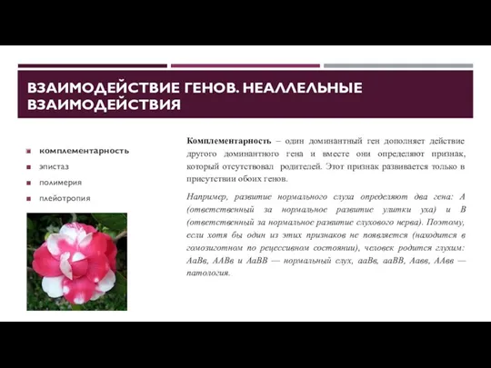 ВЗАИМОДЕЙСТВИЕ ГЕНОВ. НЕАЛЛЕЛЬНЫЕ ВЗАИМОДЕЙСТВИЯ комплементарность эпистаз полимерия плейотропия Комплементарность –