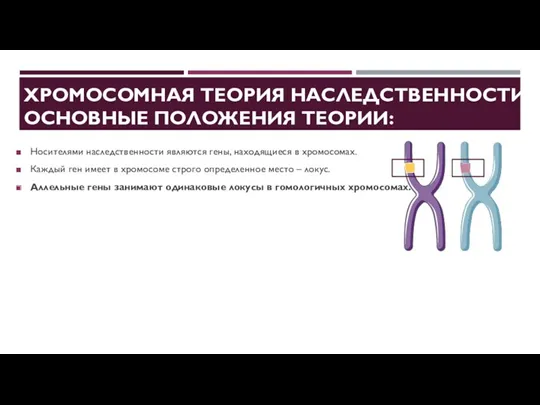 ХРОМОСОМНАЯ ТЕОРИЯ НАСЛЕДСТВЕННОСТИ. ОСНОВНЫЕ ПОЛОЖЕНИЯ ТЕОРИИ: Носителями наследственности являются гены,