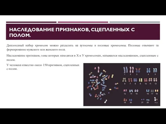 НАСЛЕДОВАНИЕ ПРИЗНАКОВ, СЦЕПЛЕННЫХ С ПОЛОМ. Диплоидный набор хромосом можно разделить