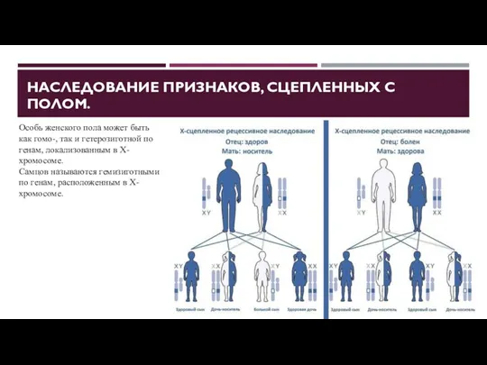 НАСЛЕДОВАНИЕ ПРИЗНАКОВ, СЦЕПЛЕННЫХ С ПОЛОМ. Особь женского пола может быть