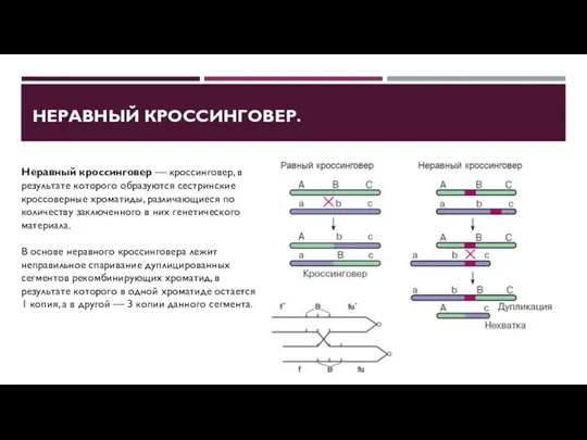 НЕРАВНЫЙ КРОССИНГОВЕР. Неравный кроссинговер — кроссинговер, в результате которого образуются