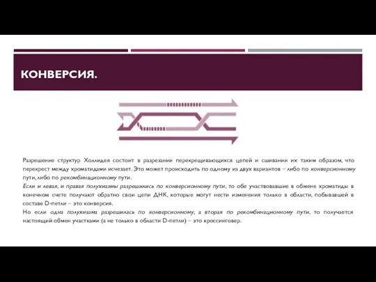 КОНВЕРСИЯ. Разрешение структур Холлидея состоит в разрезании перекрещивающихся цепей и