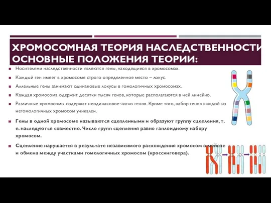 ХРОМОСОМНАЯ ТЕОРИЯ НАСЛЕДСТВЕННОСТИ. ОСНОВНЫЕ ПОЛОЖЕНИЯ ТЕОРИИ: Носителями наследственности являются гены,