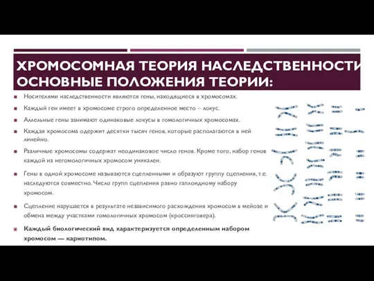 ХРОМОСОМНАЯ ТЕОРИЯ НАСЛЕДСТВЕННОСТИ. ОСНОВНЫЕ ПОЛОЖЕНИЯ ТЕОРИИ: Носителями наследственности являются гены,