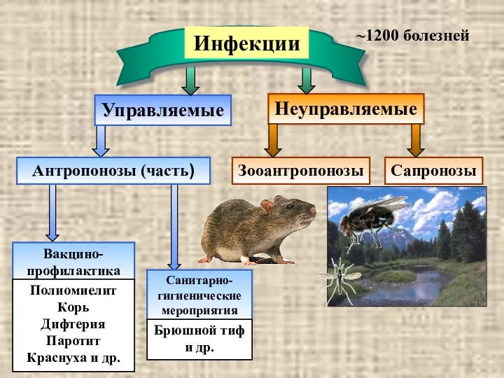 Вакцино-профилактика Полиомиелит Корь Дифтерия Паротит Краснуха и др. ~1200 болезней Санитарно-гигиенические мероприятия Брюшной тиф и др.