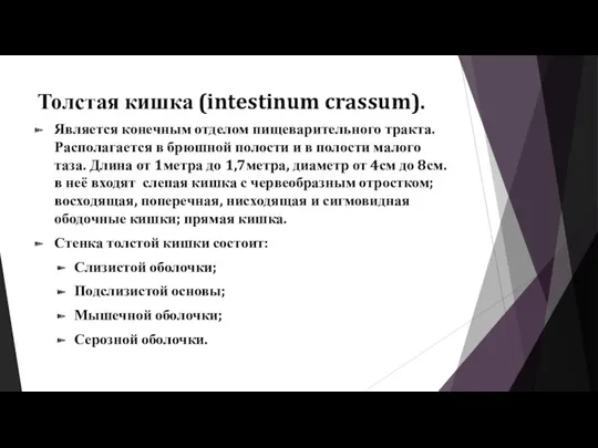 Толстая кишка (intestinum crassum). Является конечным отделом пищеварительного тракта. Располагается в брюшной полости