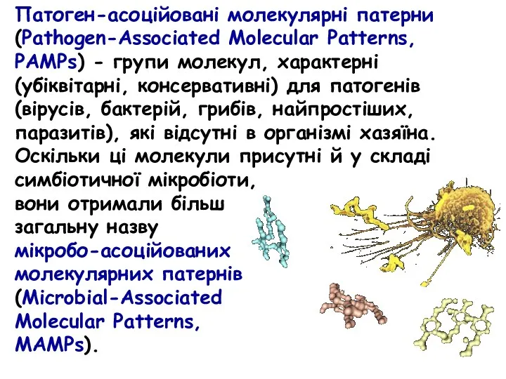 Патоген-асоційовані молекулярні патерни (Pathogen-Associated Molecular Patterns, PAMPs) - групи молекул,