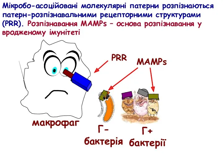 Мікробо-асоційовані молекулярні патерни розпізнаються патерн-розпізнавальними рецепторними структурами (PRR). Розпізнавання МАМРs – основа розпізнавання