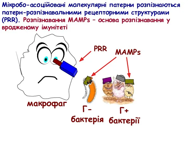 Мікробо-асоційовані молекулярні патерни розпізнаються патерн-розпізнавальними рецепторними структурами (PRR). Розпізнавання МАМРs