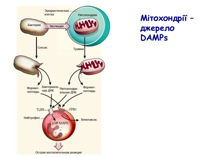 Мітохондрії – джерело DAMPs