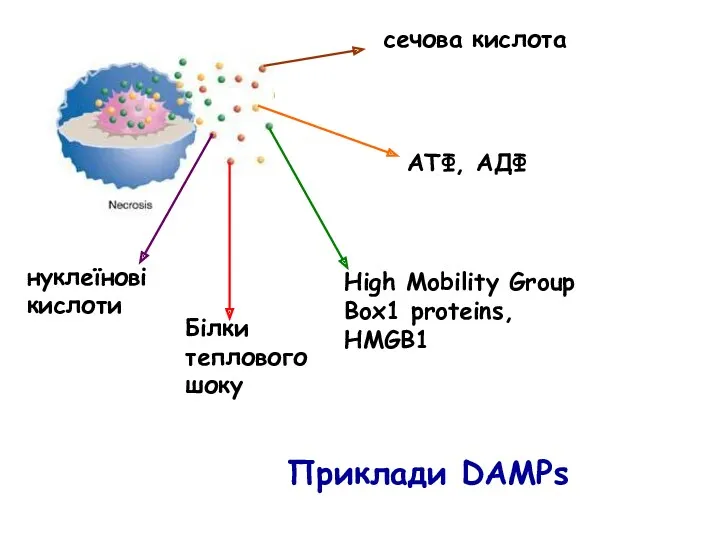 сечова кислота АТФ, АДФ High Mobility Group Box1 proteins, HMGB1 Білки теплового шоку