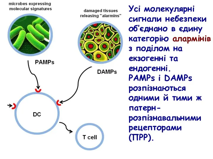Усі молекулярні сигнали небезпеки об’єднано в єдину категорію алармінів з