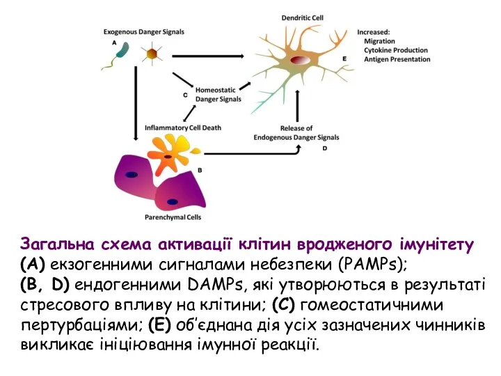Загальна схема активації клітин вродженого імунітету (A) екзогенними сигналами небезпеки (PAMPs); (B, D)