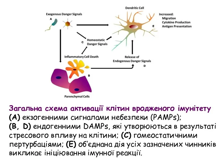 Загальна схема активації клітин вродженого імунітету (A) екзогенними сигналами небезпеки