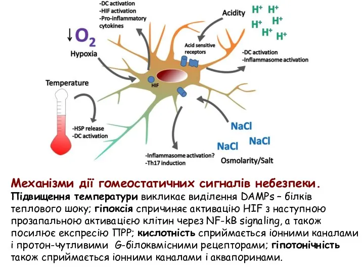 Механізми дії гомеостатичних сигналів небезпеки. Підвищення температури викликає виділення DAMPs – білків теплового