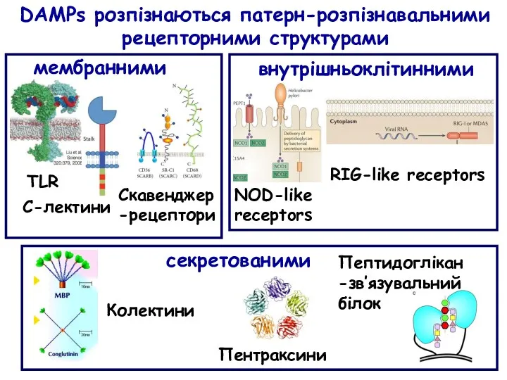 DAMPs розпізнаються патерн-розпізнавальними рецепторними структурами мембранними TLR С-лектини внутрішньоклітинними NOD-like receptors RIG-like receptors