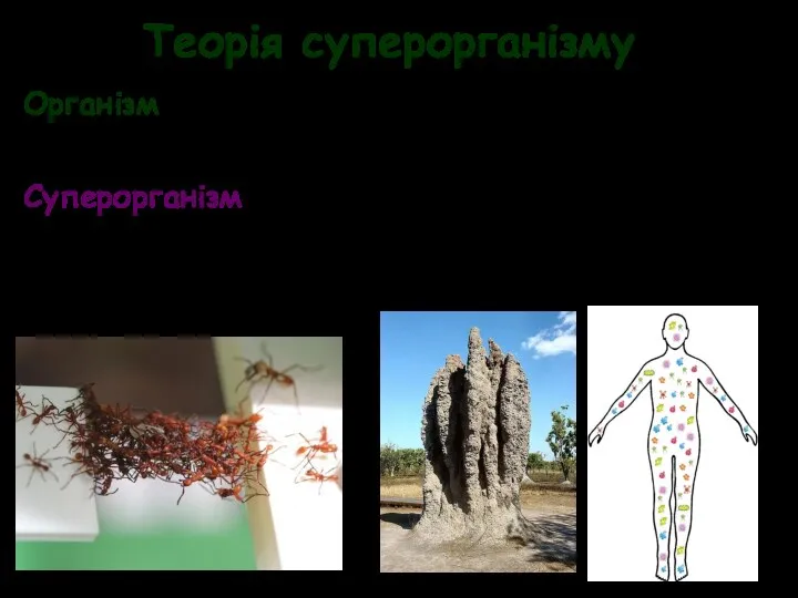 Теорія суперорганізму Організм – жива система, здатна до автономного метаболізму