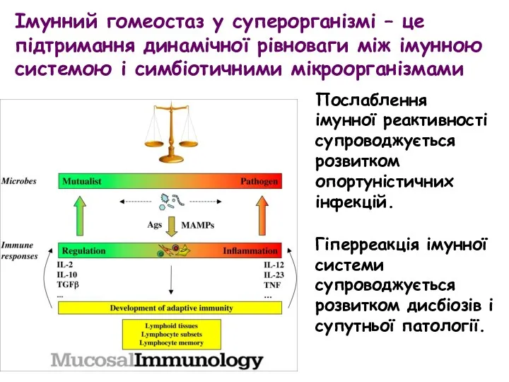 Імунний гомеоcтаз у суперорганізмі – це підтримання динамічної рівноваги між імунною системою і