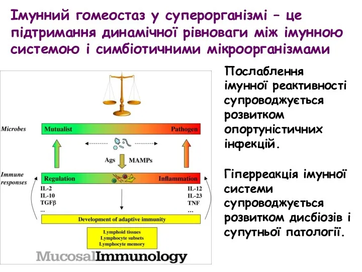 Імунний гомеоcтаз у суперорганізмі – це підтримання динамічної рівноваги між