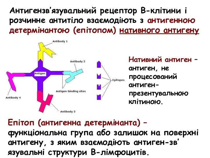 Антигензв’язувальний рецептор В-клітини і розчинне антитіло взаємодіють з антигенною детермінантою (епітопом) нативного антигену