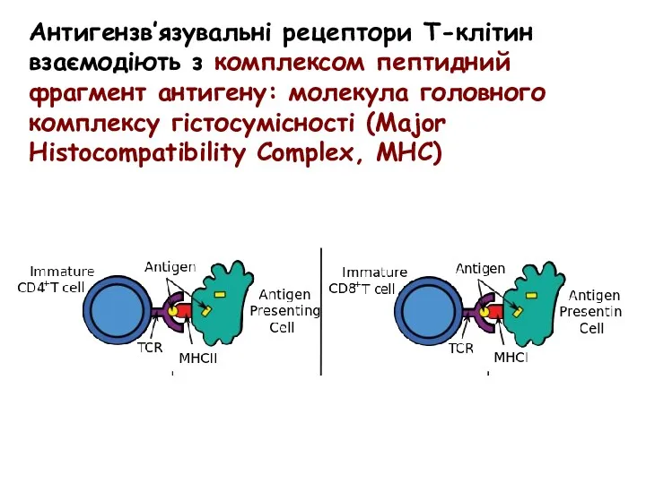 Антигензв’язувальні рецептори Т-клітин взаємодіють з комплексом пептидний фрагмент антигену: молекула головного комплексу гістосумісності