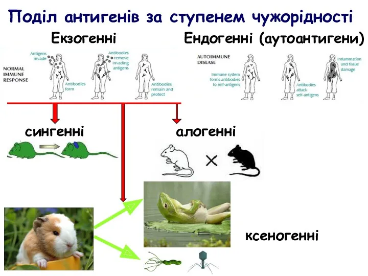 Поділ антигенів за ступенем чужорідності Екзогенні Ендогенні (аутоантигени) сингенні алогенні ксеногенні