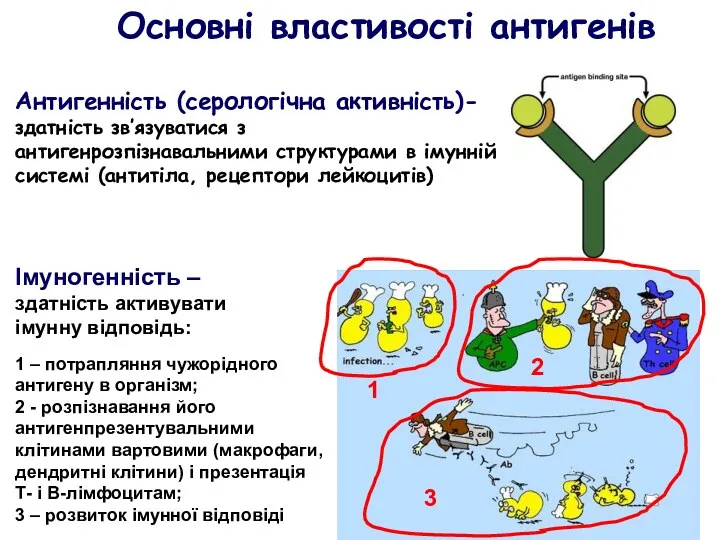 Антигенність (серологічна активність)- здатність зв’язуватися з антигенрозпізнавальними структурами в імунній системі (антитіла, рецептори