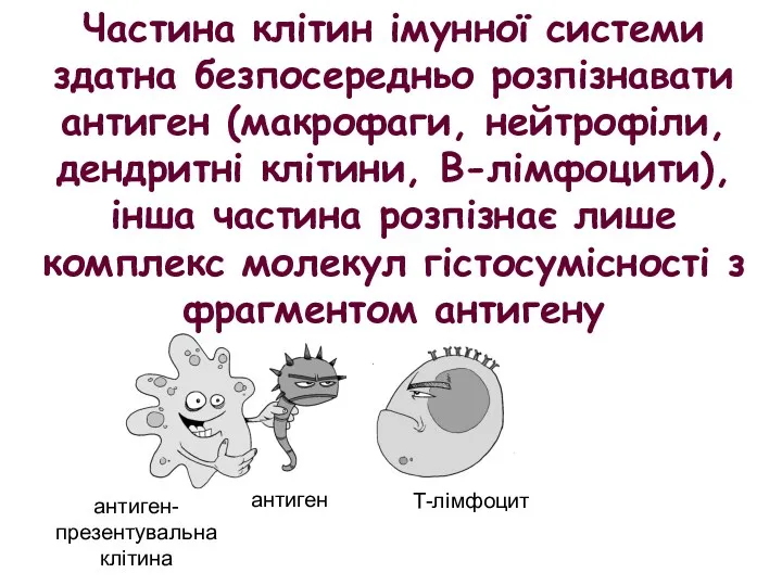 антиген-презентувальна клітина антиген Т-лімфоцит Частина клітин імунної системи здатна безпосередньо розпізнавати антиген (макрофаги,