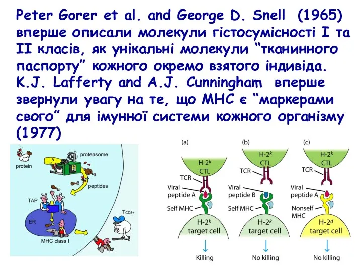 Peter Gorer et al. and George D. Snell (1965) вперше описали молекули гістосумісності