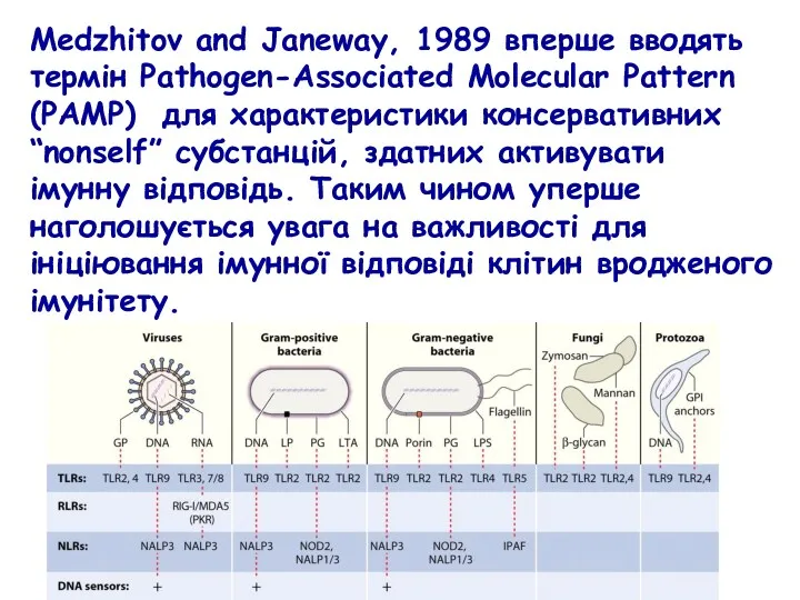 Medzhitov and Janeway, 1989 вперше вводять термін Pathogen-Associated Molecular Pattern (PAMP) для характеристики