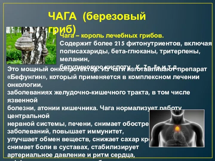 ЧАГА (березовый гриб) Чага – король лечебных грибов. Содержит более