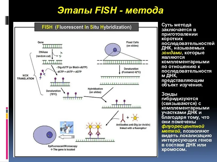 Этапы FISH - метода Суть метода заключается в приготовлении коротких последовательностей ДНК, называемых