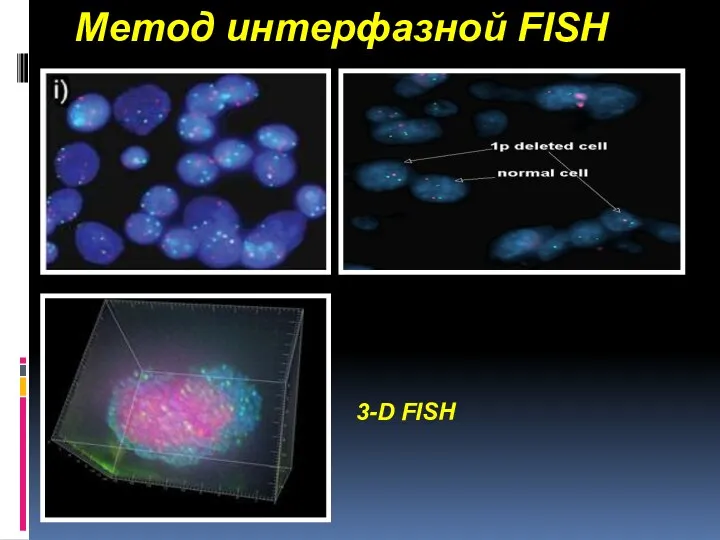 Метод интерфазной FISH 3-D FISH