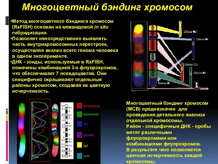 Многоцветный бэндинг хромосом Метод многоцветного бэндинга хромосом (RxFISH) основан на